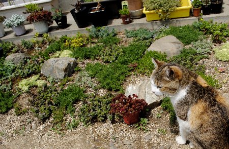 グランドカバー セダムと猫 : 育て方.jp｜花、野菜の育て方など